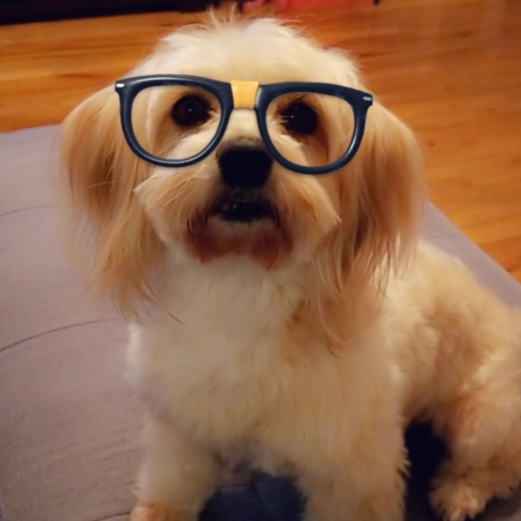 bellayorkiepoo